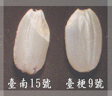 台南15號胚芽較大  (圖片來源：行政院農委會台南改良場)